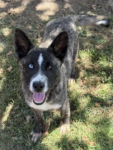 Photo of Chorizo, adoptable Siberian Husky in Riverside, California