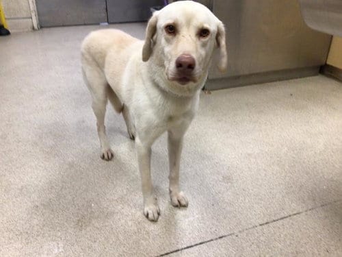 Photo of Hunter, adoptable Labrador Retriever in Riverside, California