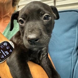 Photo of Rizzo, adoptable American Pit Bull Terrier Hound (Unknown Type) in Indiantown, Florida