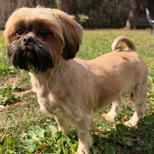 Photo of Margo, adoptable Unknown breed in Oakland, California