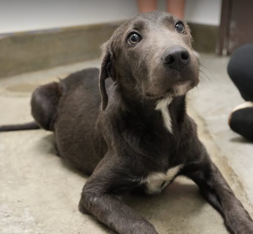 Photo of Scottie, adoptable Labrador Retriever in Brooklyn, New York
