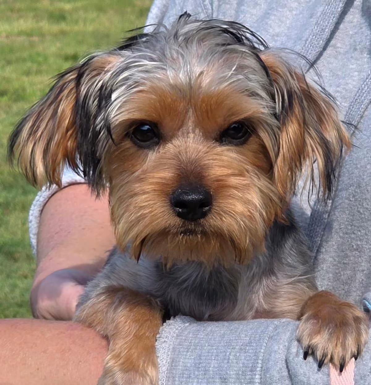 Photo of Sally, adoptable Yorkie, Yorkshire Terrier in Parsippany, New Jersey