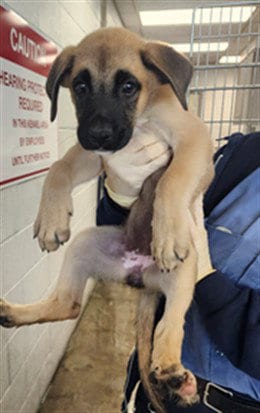 Photo of Tianna, adoptable German Shepherd Dog in Los Angeles, California