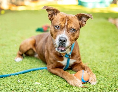 Photo of Monkey D Doggy, adoptable Australian Cattle Dog/Blue Heeler in San Jose, California