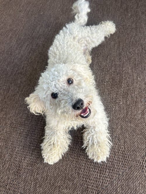 Photo of Lucy, adoptable Poodle (Miniature) in Corona, California
