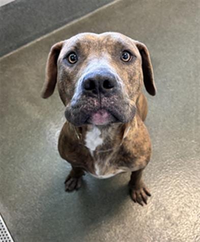 Photo of Dennie, adoptable Staffordshire Bull Terrier in Houston, Texas