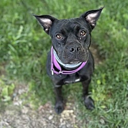 Photo of Nova, adoptable Mixed Breed (Medium) in Carmel, New York