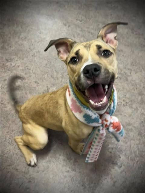 Photo of Myra, adoptable Pit Bull Terrier in Saginaw, Michigan