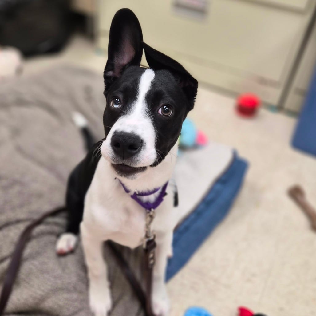 Photo of Pilsner, adoptable Mixed Breed (Medium) in Woodstock, Illinois