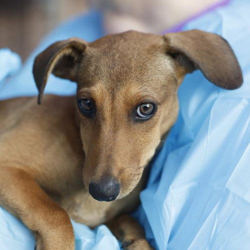Photo of Hershey, adoptable Terrier in San Antonio, Texas
