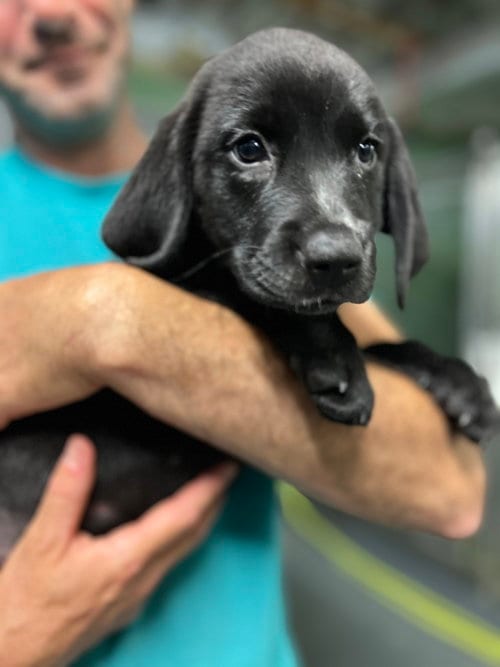 Photo of Asana, adoptable Hound in Elmsford, New York