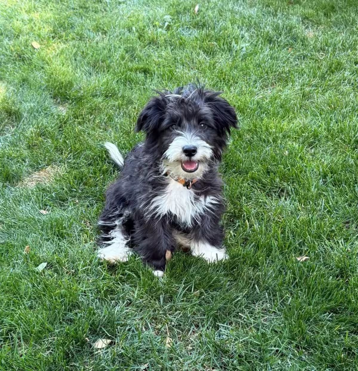 Photo of Clifford, adoptable Jack Russell Terrier in Parker, Colorado
