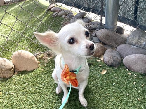 Photo of Snuggles, adoptable Chihuahua in Phoenix, Arizona