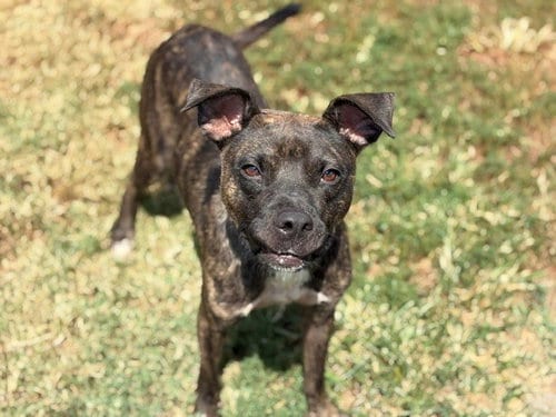 Photo of Finn, adoptable Pit Bull Terrier in Tulsa, Oklahoma