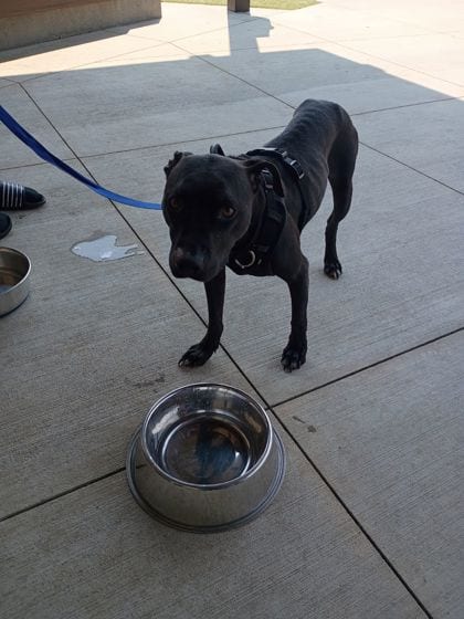 Photo of Matilda, adoptable dog in Atlanta, Georgia