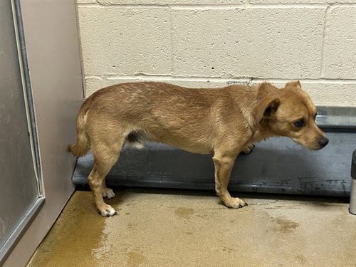 Photo of Cookie Monster, adoptable Chihuahua in Martinez, California