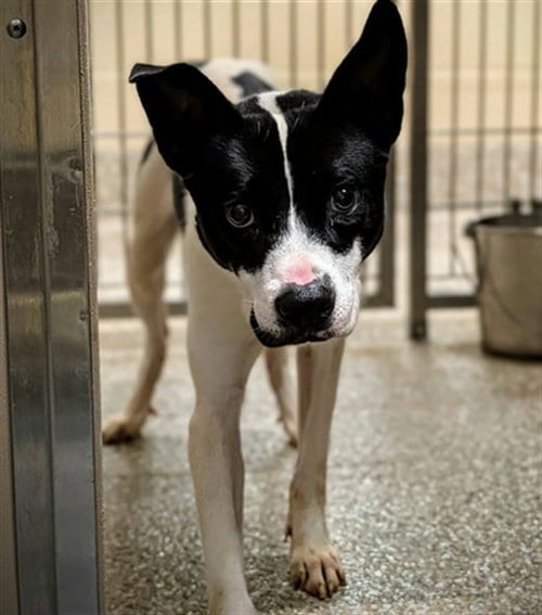 Photo of Athena, adoptable Labrador Retriever in Clyde, North Carolina