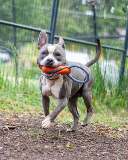 Photo of Antler, adoptable dog in Chamblee, Georgia