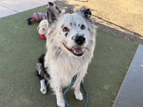 Photo of Quill, adoptable Australian Shepherd in Phoenix, Arizona