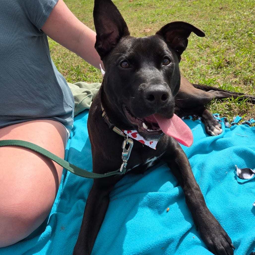 Photo of Frenkie, adoptable Retriever, Labrador / Mix in Houston, Texas