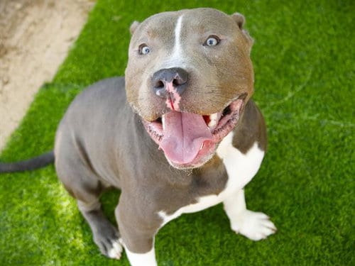 Photo of Bleu, adoptable American Staffordshire Terrier in Tallahassee, Florida