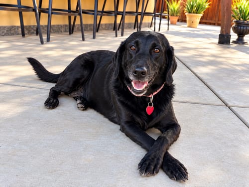 Photo of Gabby, adoptable Labrador Retriever in Clovis, California