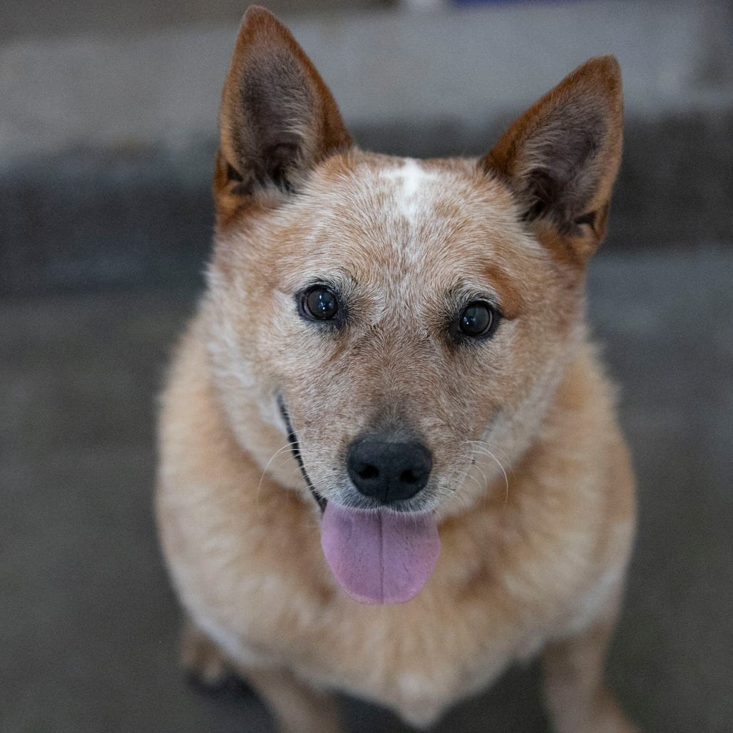 Photo of Diffie (S26-26), adoptable Cattle Dog, Australian (Red Heeler) / None in Colorado Springs, Colorado