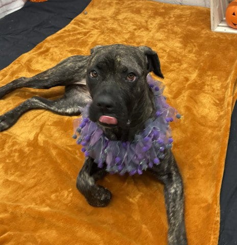 Photo of Ivy Jo, adoptable Cane Corso Mastiff in Detroit, Michigan