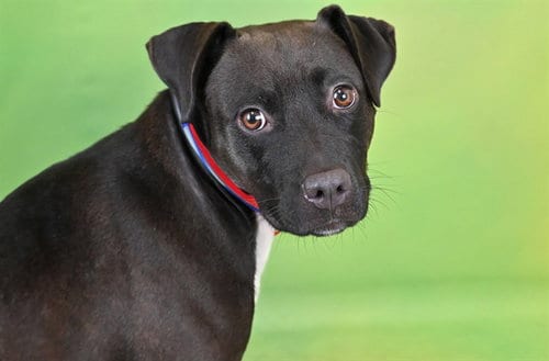 Photo of Cocoa, adoptable Labrador Retriever in Ft Lauderdale, Florida