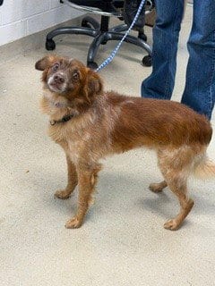 Photo of Jim, adoptable Australian Shepherd in Haw River, North Carolina