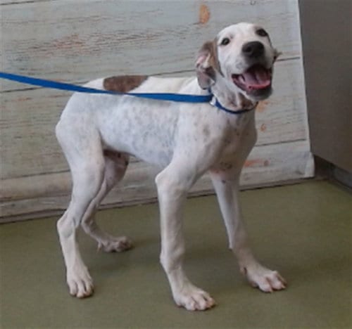 Photo of Tyson, adoptable Pit Bull Terrier in San Bernardino, California