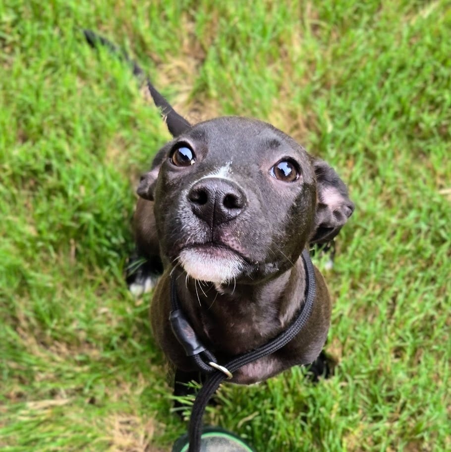 Photo of Halley, adoptable Mixed Breed in Douglasville, Georgia