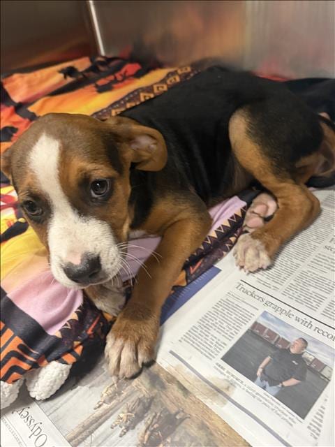Photo of Marcus, adoptable Boxer in Van Nuys, California