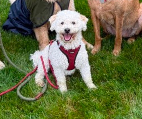 Photo of Panettone, adoptable Havanese in East Derry, New Hampshire
