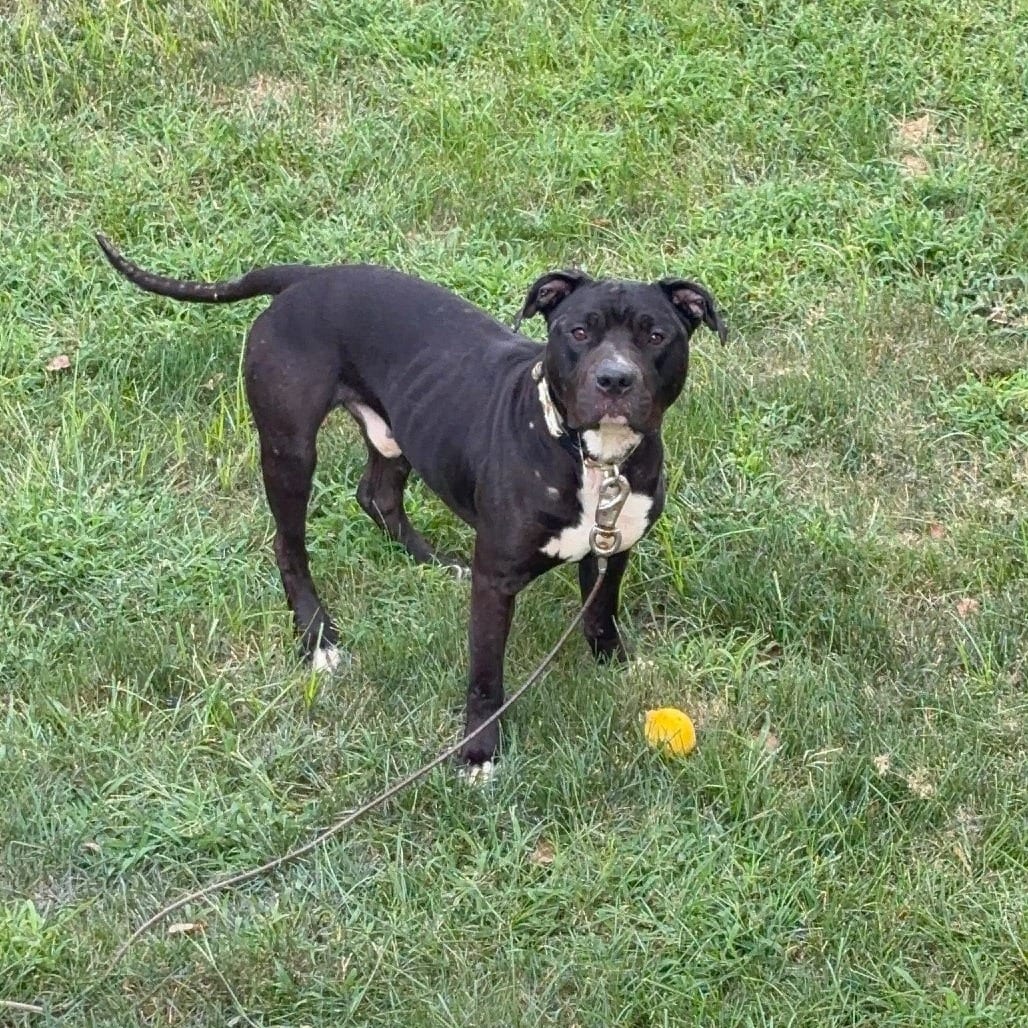 Photo of Barlow, adoptable Mixed Breed (Medium) in St. Louis, Missouri
