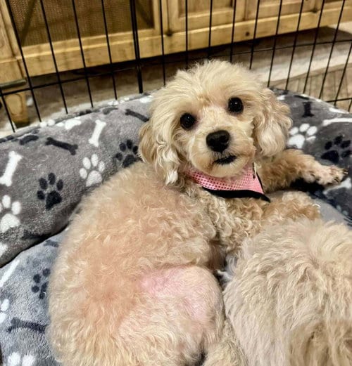 Photo of Darla, adoptable Poodle (Miniature) in Mundelein, Illinois