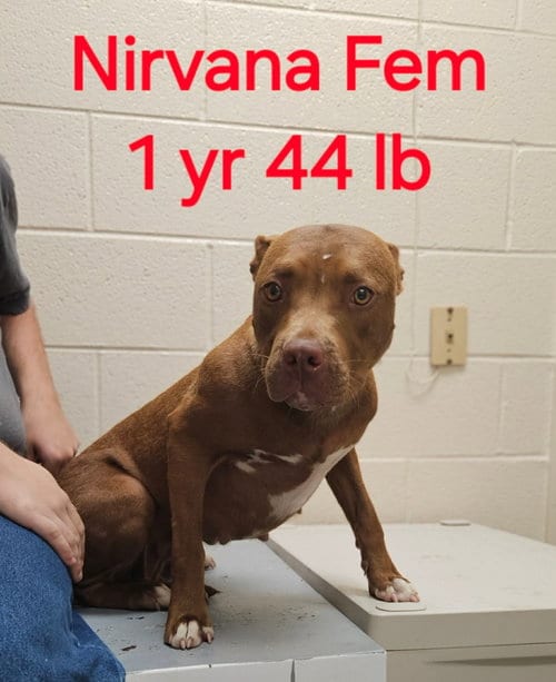 Photo of Nirvana, adoptable Pit Bull Terrier in Herndon, Virginia