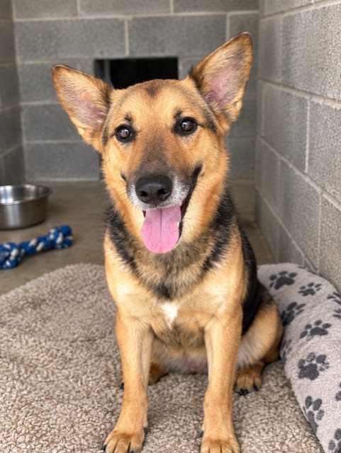 Photo of China, adoptable Shepherd in Sistersville, West Virginia