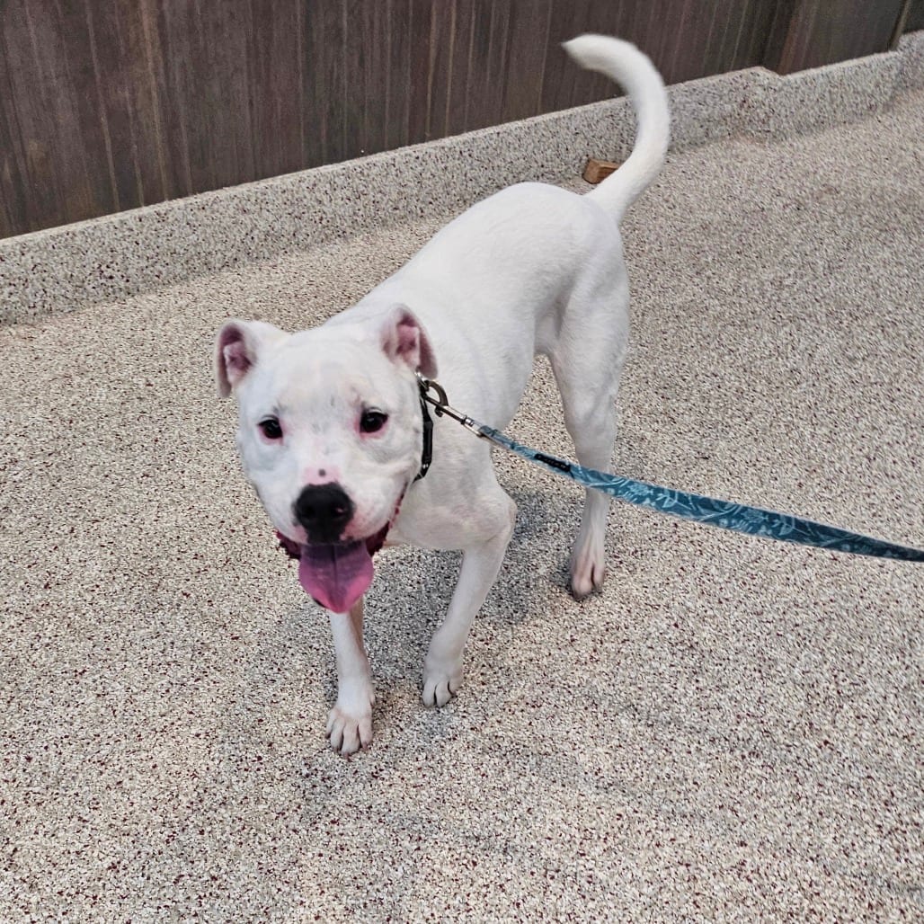 Photo of Jasper, adoptable Terrier, American Staffordshire / Mixed Breed (Medium) in Middletown, New York