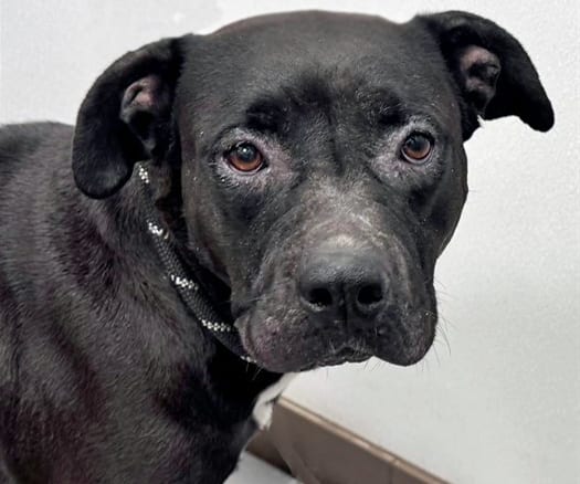 Photo of Noir, adoptable dog