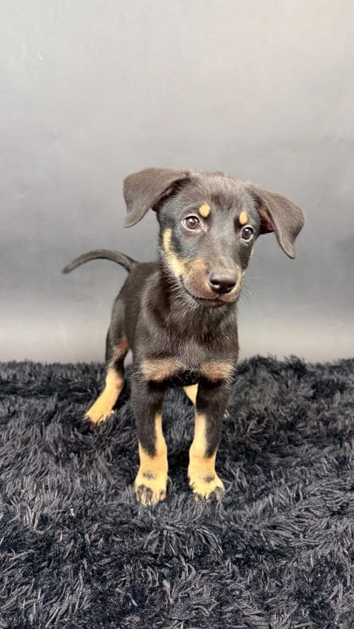Photo of Panther, adoptable Husky in Phoenix, Arizona
