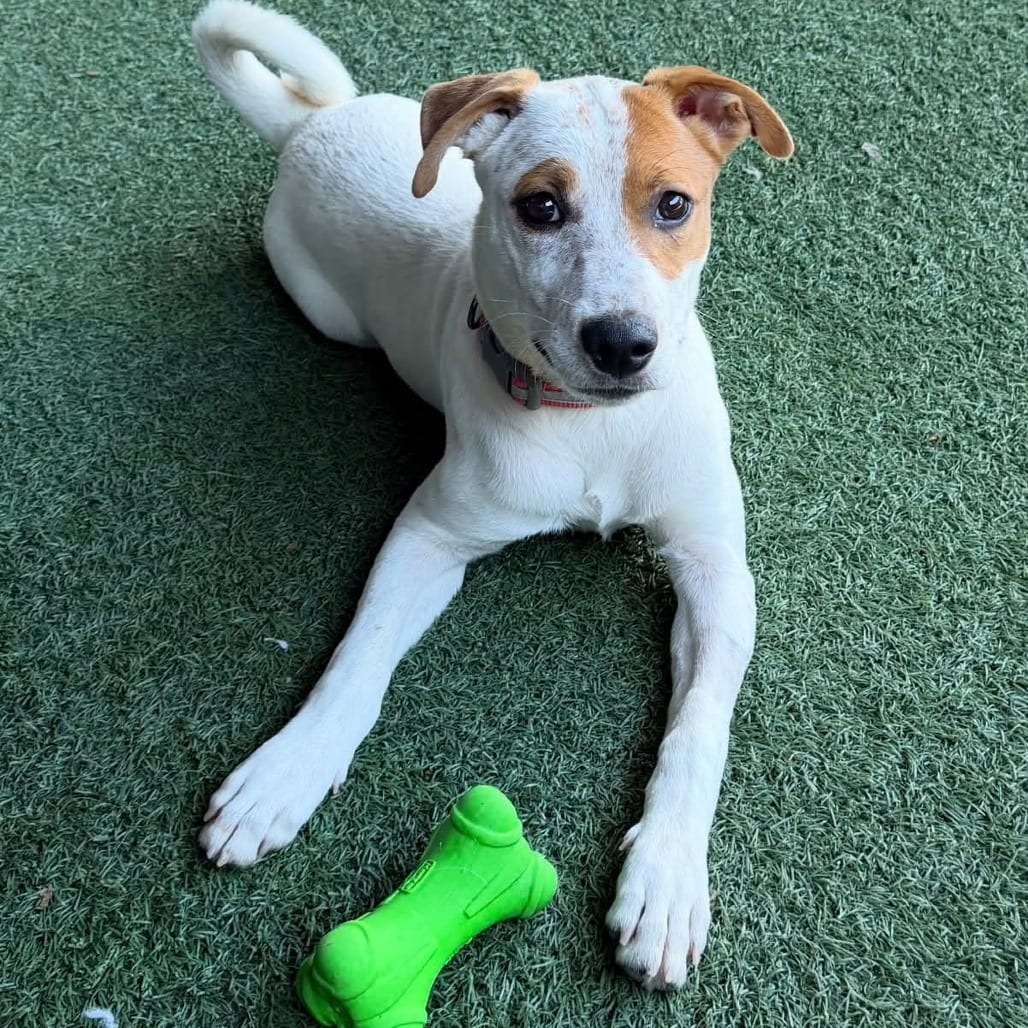 Photo of Ryu D71305, adoptable Cattle Dog, Australian (Red Heeler) / Mixed Breed (Medium) in Minnesota, Minnesota