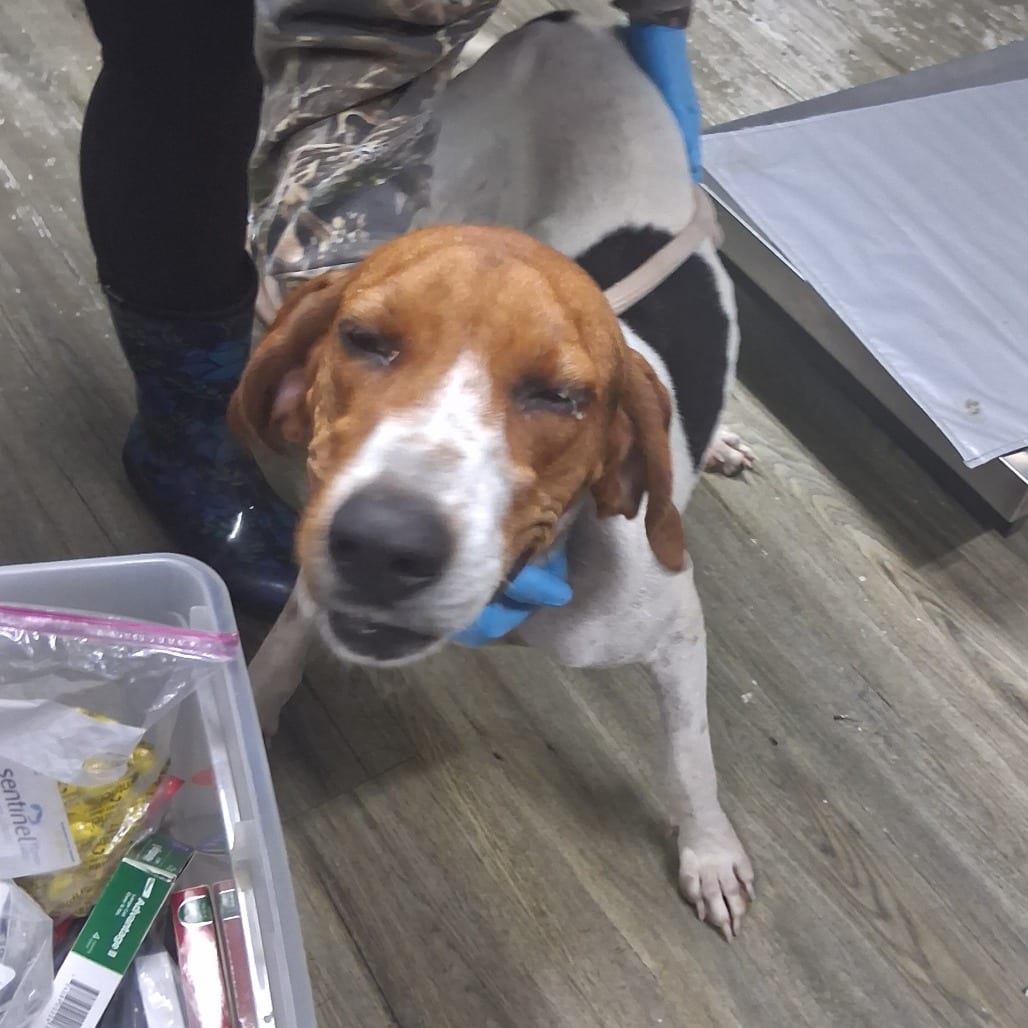 Photo of Hoona, adoptable Hound in Summerville, South Carolina