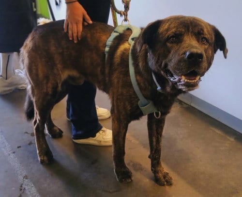 Photo of Dug, adoptable Presa Canario in Los Angeles, California