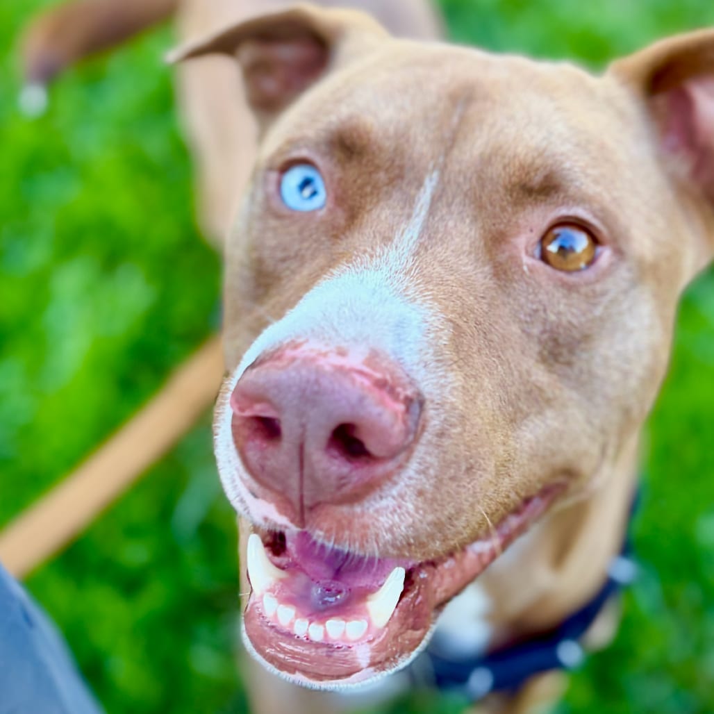 Photo of Hoshi, adoptable Mixed Breed (Medium) in San Francisco, California