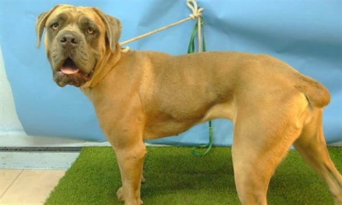 Photo of Stormy, adoptable Cane Corso Mastiff in Gardena, California