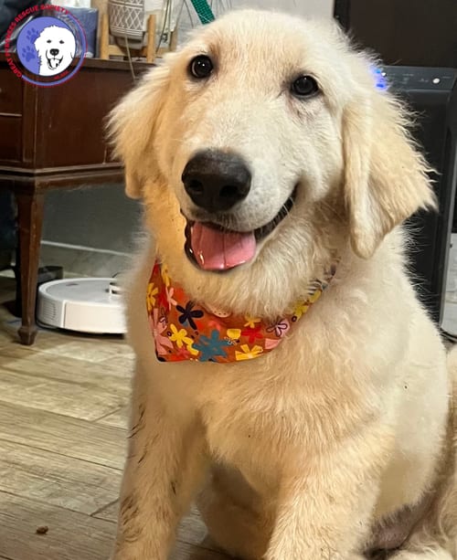 Photo of Truffle, adoptable Great Pyrenees in Spring, Texas
