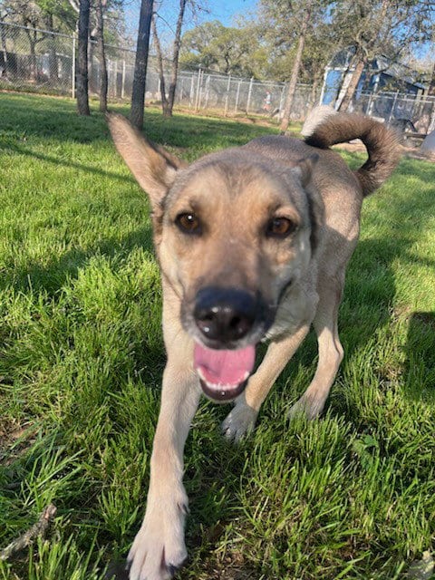 Photo of Xavier, adoptable Shepherd in Sheridan, Texas