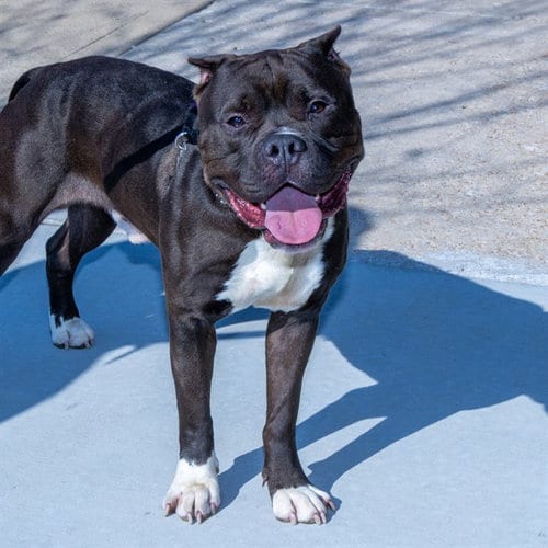 Photo of Domino, adoptable Pit Bull Terrier in St Louis, Missouri