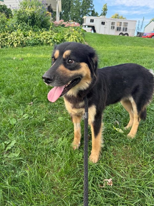 Photo of Truly, adoptable Australian Shepherd in Mechanicsburg, Pennsylvania
